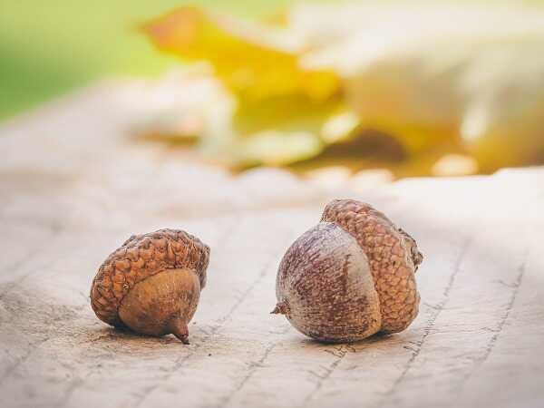 10 věcí, které můžete sbírat na podzim v lese a na zahradě